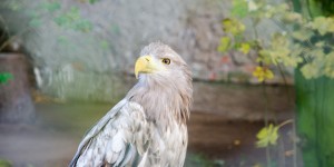 Beitragsbild des Blogbeitrags Die Geschichte vom Adler, der glaubte ein Huhn zu sein