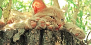 Beitragsbild des Blogbeitrags Ich habe keine Lust – 10 praktische Tipps um in die Gänge zu kommen