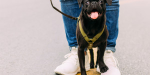 Beitragsbild des Blogbeitrags Was ist ein Hundegeschirr und warum sollte man es kaufen?