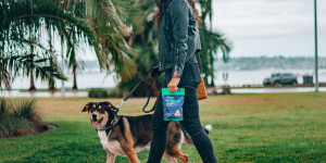 Beitragsbild des Blogbeitrags Beziehung kommt vor Leinenführigkeit – Wie du spielerisch die Bindung zu deinem Hund verstärkst