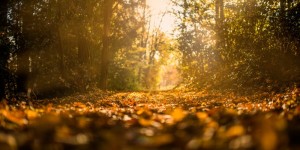 Beitragsbild des Blogbeitrags 3 regionale Superfoods im Herbst mit 5 einfachen Rezeptideen