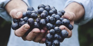 Beitragsbild des Blogbeitrags Fructoseintoleranz und Fructoseunverträglichkeit