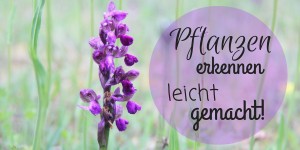 Beitragsbild des Blogbeitrags Bunte Strahlegesichter in Wald und Wiese