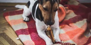 Beitragsbild des Blogbeitrags Hundefutter ist nicht gleich Hundefutter 