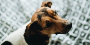 Beitragsbild des Blogbeitrags Wie ist das Leben mit Hund? Bereust du es manchmal dir einen Hund angeschafft zu haben?