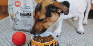 Beitragsbild des Blogbeitrags Mein erster Hund, Tipps zur Anschaffung eines Hundes