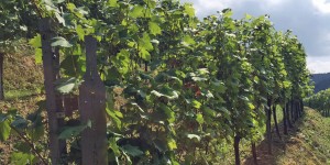 Beitragsbild des Blogbeitrags Terroir erleben: Unterwegs in den Weingärten der Südsteiermark