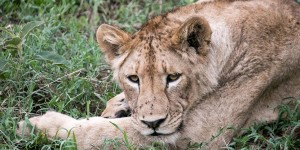 Beitragsbild des Blogbeitrags Ngorongoro Krater in Tansania: Safari im größten „Zoo“ der Welt 