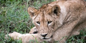 Beitragsbild des Blogbeitrags Ngorongoro Krater in Tansania: Safari im größten „Zoo“ der Welt