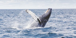 Beitragsbild des Blogbeitrags Warum meine Reiseträume wie ein Buckelwal sind 