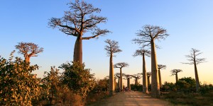 Beitragsbild des Blogbeitrags In Madagaskar stehen die Bäume Kopf – die Baobaballee bei Morondava 