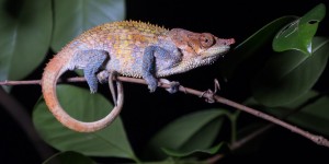 Beitragsbild des Blogbeitrags Madagaskars Tierwelt entdecken und fotografieren (Gastbeitrag)