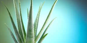Beitragsbild des Blogbeitrags Aloe barbadensis Miller – Die echte Aloe – Heilmittel, Wirkstoffe, Anwendung