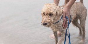 Beitragsbild des Blogbeitrags Mit Vier Pfoten in Koh Chang