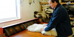 Beitragsbild des Blogbeitrags Skyeskyns: Das schottische Schaf fürs Zuhause 