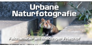 Beitragsbild des Blogbeitrags Urbane Naturfotografie – Feldhamster am Meidlinger Friedhof