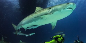 Beitragsbild des Blogbeitrags Teil 2 & 3:  Sharks – sharks – sharks,  big and small 