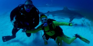 Beitragsbild des Blogbeitrags Tiger Sharks 