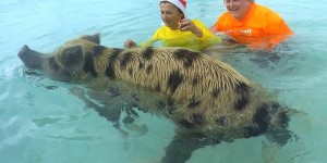 Beitragsbild des Blogbeitrags Schwimmende Schweine – Exuma Cays – Bahamas 