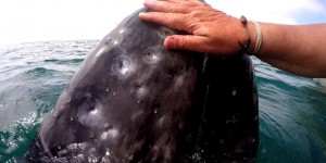 Beitragsbild des Blogbeitrags Grauwale ganz nah- Magdalena Bay/ Mexico 