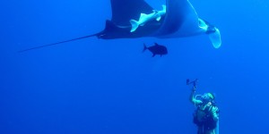 Beitragsbild des Blogbeitrags Giant Mantas – Tauchparadies (Socorro/Mexico)