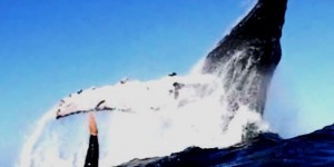 Beitragsbild des Blogbeitrags SUGE Film – Buckelwale hautnah (Silverbanks/Dominikanische Republik)