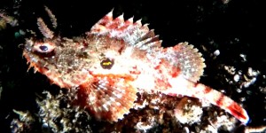 Beitragsbild des Blogbeitrags Tauchen in Playa del Coco (Pazifik/Costa Rica)