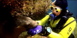 Beitragsbild des Blogbeitrags Playing with the Sea Lions (La Paz/Mexico)