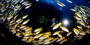 Beitragsbild des Blogbeitrags Simply the Best – Isla del Coco (Costa Rica)