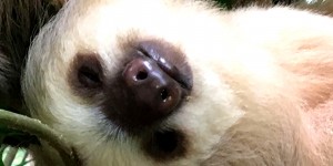 Beitragsbild des Blogbeitrags Faultiere – Jungle Resort – Puerto Vijeo (Costa Rica)