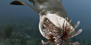 Beitragsbild des Blogbeitrags Film: Shark Feeding with Al Curry (Eleuthera/Bahamas)