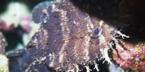 Beitragsbild des Blogbeitrags Movie – Belize Barriere Reef/