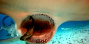 Beitragsbild des Blogbeitrags Zahn auf Zahn mit den Great Hammerheads/ Bimini/Bahamas