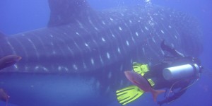 Beitragsbild des Blogbeitrags Es geht wieder los: Ecuador (Galapagos) und Nicaragua (Little Corn + Big Corn Island)