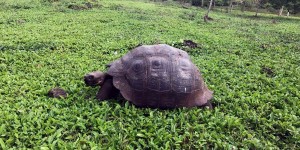 Beitragsbild des Blogbeitrags Eine Schildkröte auf Galapagos müsste man sein! 