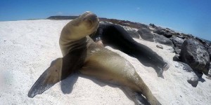 Beitragsbild des Blogbeitrags Fregatten-Segeln auf Seymour Island + Yoga-Session auf Mosquera (Galapagos) 