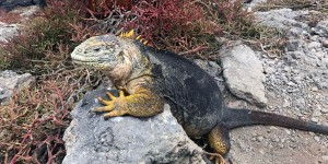 Beitragsbild des Blogbeitrags Iguana Paradise (Plazas Island, Galapagos) 