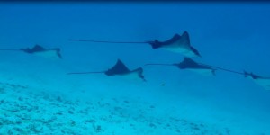 Beitragsbild des Blogbeitrags Bora Bora: La Perle du Pacifique
