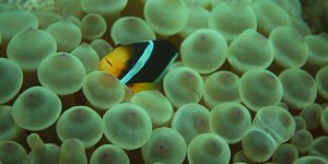 Beitragsbild des Blogbeitrags Mal schnell und mal langsam in Musandam