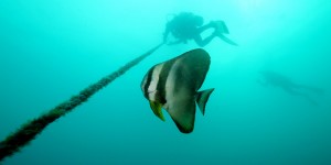 Beitragsbild des Blogbeitrags Tauchen mit den Coron Reef Divers 