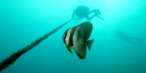 Beitragsbild des Blogbeitrags Tauchen mit den Coron Reef Divers