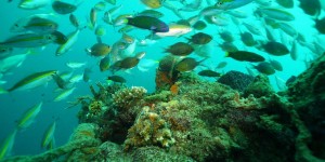 Beitragsbild des Blogbeitrags Negros Island