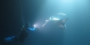 Beitragsbild des Blogbeitrags Manta Magic