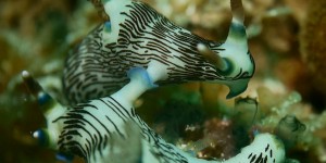 Beitragsbild des Blogbeitrags Sex auf den Philippinen