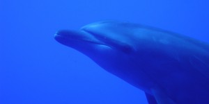 Beitragsbild des Blogbeitrags SÜDSEE ZAUBER