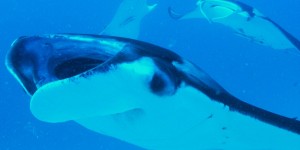 Beitragsbild des Blogbeitrags Socorro – ich muss dort noch einmal die Mantas sehen