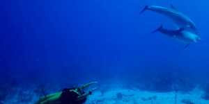 Beitragsbild des Blogbeitrags Dolphins & Bubbles {Grand Turk Dolphin Sighting}