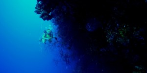Beitragsbild des Blogbeitrags Diving at The Wall! {Aggressor Turks and Caicos II Video}