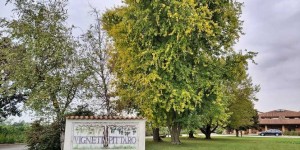 Beitragsbild des Blogbeitrags Wein Museum & Weingut – Vigneti Pietro Pittaro