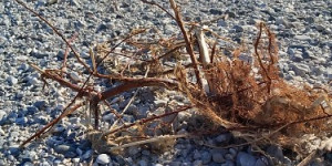 Beitragsbild des Blogbeitrags Werner Freudenberger – Am Tagliamento
